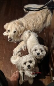 3 dogs a retriever and 2 Maltese bijon cross