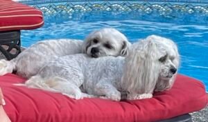 2 dogs on a pool chair